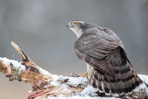 Northern Goshawk (Accipiter gentilis) male perched on a snowy tree trunk, Bialowieca National Park,