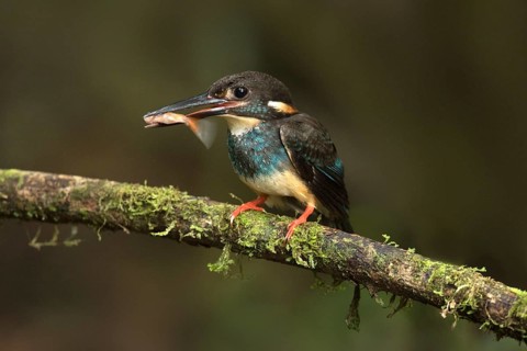 Blue-banded Kingfisher (Alcedo euryzona) male perched on a branch with fish prey in beak, Selangor,
