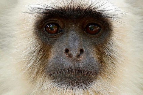 Monkey detail portrait. Common Langur, Semnopithecus entellus, portrait of monkey, nature habitat,