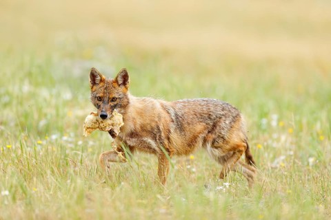 Golden jackal, Canis aureus, feeding scene with grass meadow, Madzharovo, Rhodopes, Bulgaria.