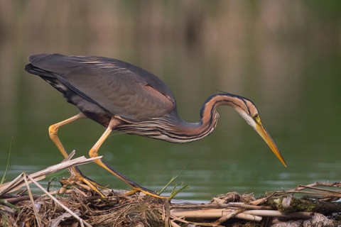Purple Heron (Ardea purpurea) hunting, Subotica, Serbia