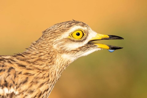 Eurasian Stone-curlew (Burhinus oedicnemus), Castile-La Mancha, Spain