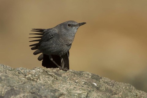 Blue Rock Thrush (Monticola solitarius) juvenile, Morocco