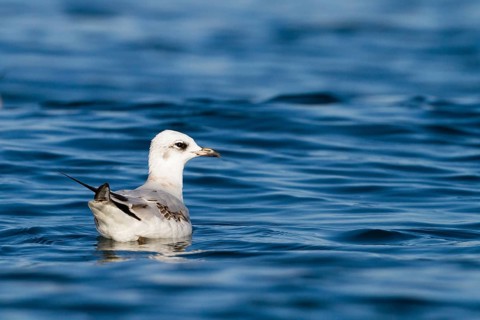 Mediterranean Gull (Ichthyaetus melanocephalus), Baden-Wuerttemberg, Germany