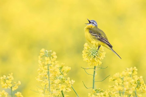 Western Yellow Wagtail (Motacilla flava) singing in a rape field, Poland