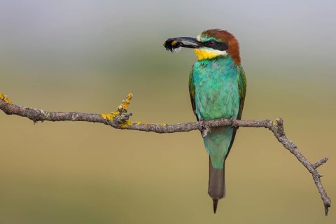 European Bee-eater (Merops apiaster) perched on a branch with an insect in its beak, Lesvos, Greece