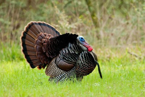 Wild Turkey (Meleagris gallopavo) male displaying, Texas, USA
