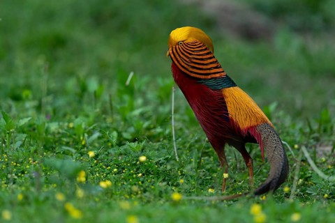 Golden Pheasant (Chrysolophus pictus) male perched on the ground, Shanxi, China