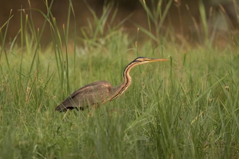 Purple Heron (Ardea purpurea) foraging, Serbia