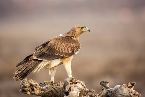 Bonelli's Eagle (Aquila fasciata) juvenile, Castile-La Mancha, Spain