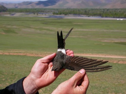 Pazifiksegler (Apus pacificus) in the hand at ringing, Mongolia