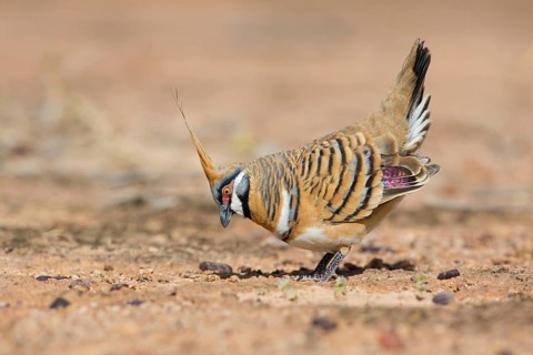 Spinifex Pigeon (Geophaps plumifera) displaying, Queensland, Australia