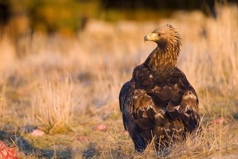 Golden Eagle (Aquila chrysaetos) female, Madrid, Spain