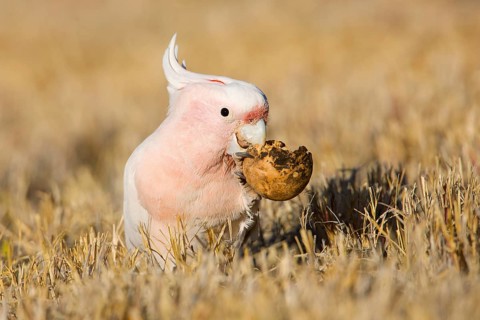 Major Mitchell's Cockatoo (Lophochroa leadbeateri) feeding on a Paddy melon (Cucumis myriocarpus),