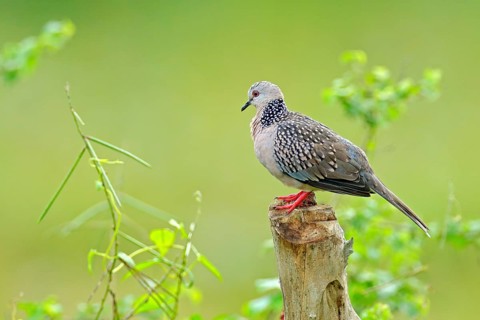 Spotted dove, Spilopelia chinensis, small and somewhat long-tailed pigeon from Sri Lanka, Asia.