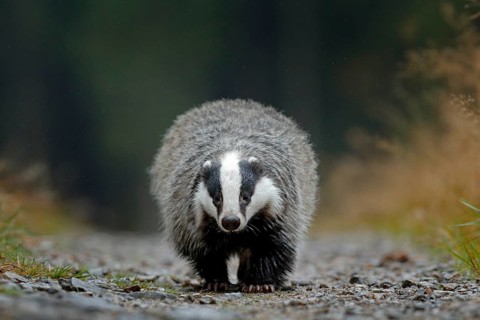 Badger running in forest, animal nature habitat, Germany, Europe. Wildlife scene. Wild Badger,