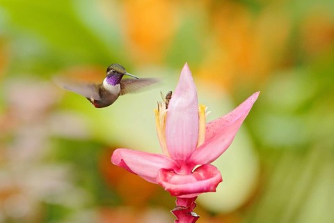 Humminbird frm Colombia in the bloom flower, Colombia, wildlife from tropic jungle. Wildlife scene