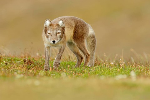 Arctic Fox, Vulpes lagopus, cute animal portrait in the nature habitat, grass meadow with flowers,