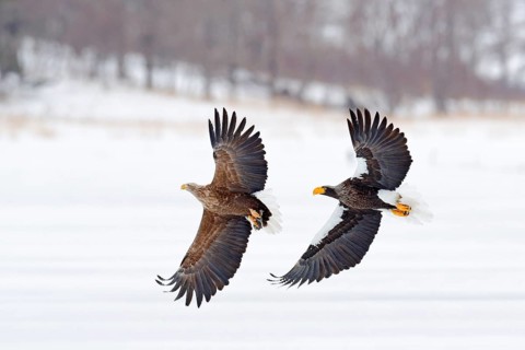 Eagle fight. Eagle fight with fish. Winter scene, birds of prey. Big eagles, snow sea. Flight