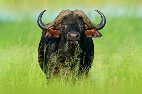 Evening sunset in Africa. African Buffalo, Cyncerus cafer, standing on the river bank, Chobe,