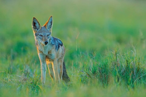 Jackal and evening sunlight. Black-Backed Jackal, Canis mesomelas mesomelas, portrait of animal