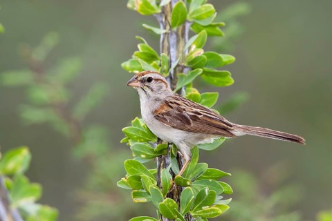 Rufous-winged Sparrow Peucaea carpalis Santa Rita Mountains, Santa Cruz County, Arizona, United