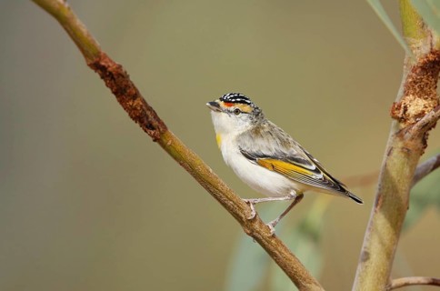 Red-browed Pardalote (Pardalotus rubricatus), Queensland, Australia