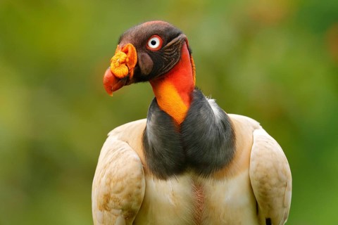 King vulture, Costa Rica, large bird found in South America. Flying bird, forest in the background.