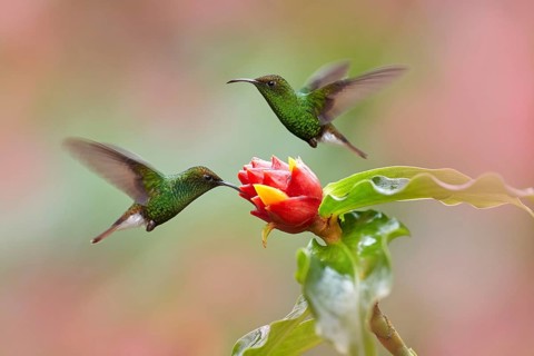 Costa Rica, Coppery-headed Emerald, Elvira cupreiceps, beautiful hummingbird from La Paz Cordillera