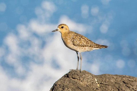 Pacific Golden Plover (Pluvialis fulva), Victoria, Australia