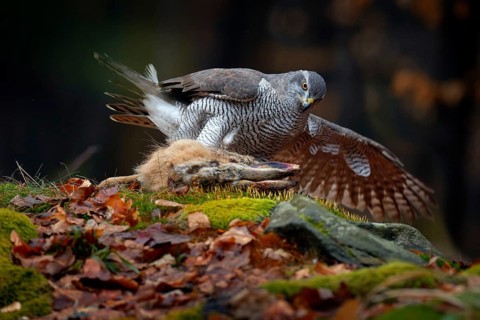 Animal behaviour, wildlife scene from nature. Goshawk in the orange vegetation.Goshawk, Accipiter