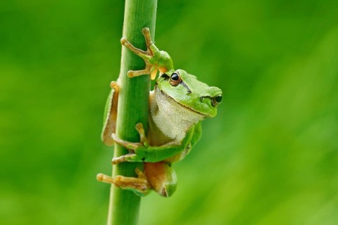 European tree frog, Hyla arborea, sitting on grass straw with clear green background. Nice green