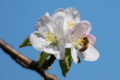 Honey Bee (Apis mellifica) worker collecting nectar from apple tree (Pyrus malus) blossom, Hesse,