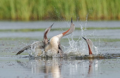 Red-throated Loon (Gavia stellata) group, Iceland
