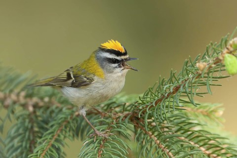 Common Firecrest (Regulus ignicapilla) singing, Baden-Wuerttemberg, Germany