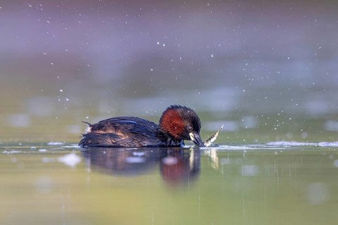 Little Grebe (Tachybaptus ruficollis) with fish prey in its beak, North Rhine-Westphalia, Germany