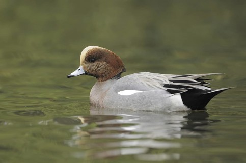 Hybrid: Eurasian Wigeon x American Wigeon (Mareca penelope x Mareca americana) male, British