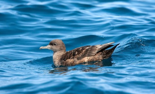 Sooty Shearwater Puffinus griseus San Diego, California, United States 14 September Adult