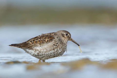 Purple Sandpiper (Calidris maritima), Myvatn, Iceland