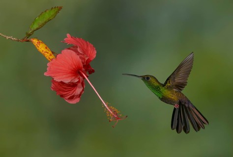 Male Bronze-tailed-Plumeleteer (Chalybura urochrysia) - at the Nature Pavilion in La Virgen, Costa