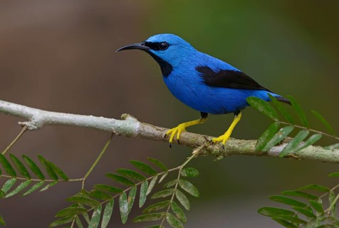 Shining Honeycreeper (Cyanerpes lucidus) at Laguna Lagarto Lodge near Boca Tapada, Costa Rica
