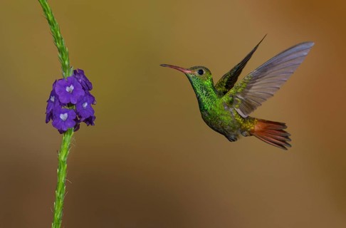 Rufous-tailed Hummingbird (Amazilia tzacatl) at the Nature Pavilion in La Virgen, Costa Rica