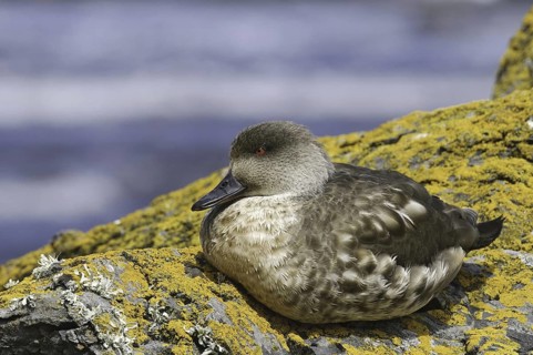 Crested Duck (Lophonetta specularioides), Falkland Islands