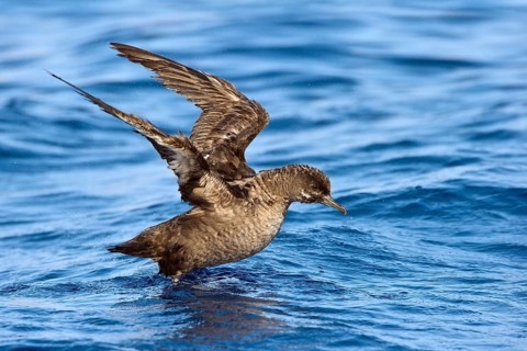 Sooty Shearwater (Ardenna grisea), Eilat, Israel