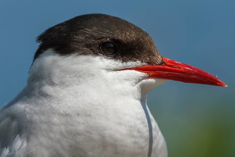 Arctic Tern (Sterna paradisaea), portrait, Farne Islands, United Kingdom