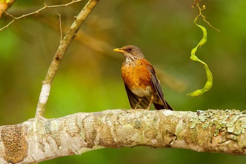 Rufous-backed Robin Turdus rufopalliatus El Tuito, Jalisco, Mexico 9 June Adult Turdidae