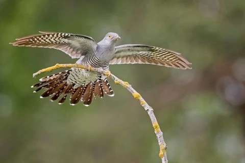 Common Cuckoo (Cuculus canorus) male, Saxony-Anhalt, Germany