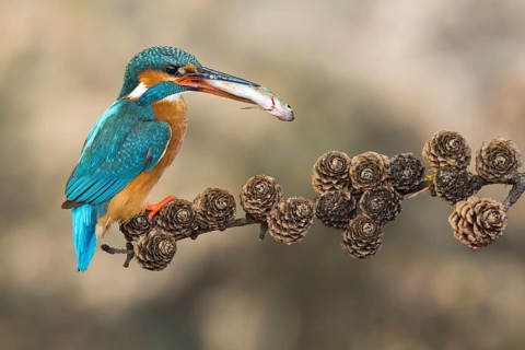 Common Kingfisher (Alcedo atthis) female perched on a branch with a fish in its beak, Lower Saxony,