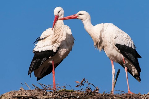 White Stork (Ciconia ciconia) pair, Lower Saxony, Germany
