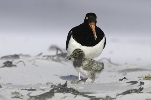 Magellanic Oystercatcher (Haematopus leucopodus) chick, Falkland Islands